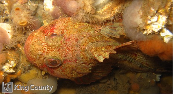 Photo of Hemilepidotus hemilepidotus